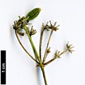 SpeciesSub: subsp. salicifolium var. salicifolium